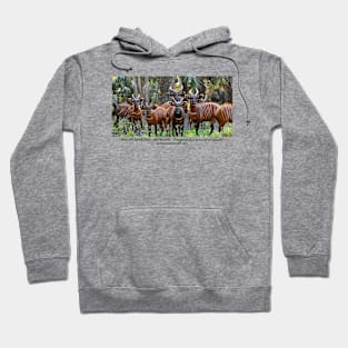 Mountain Bongo Antelope Hoodie